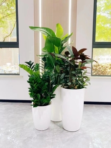 了解北仑植物租摆价格，开启省钱新模式！